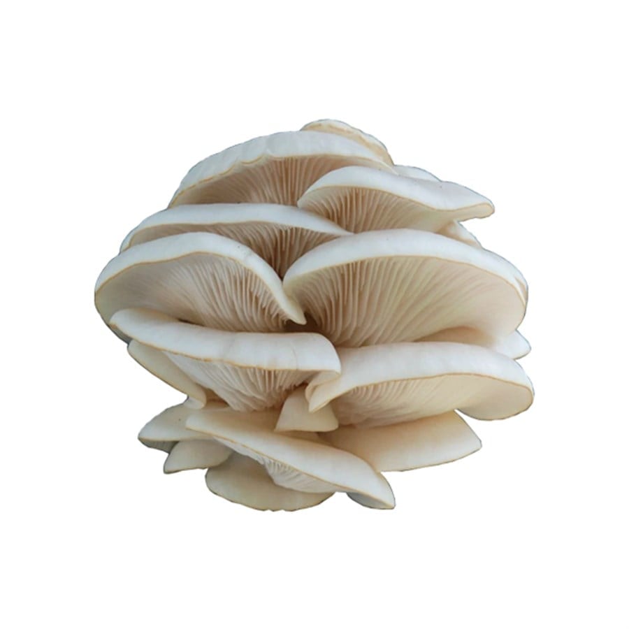 İstiridye Mantarı (400 Gr)
