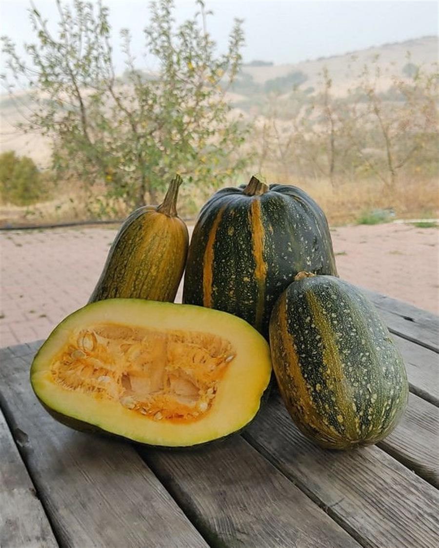 Kara kabak Kg