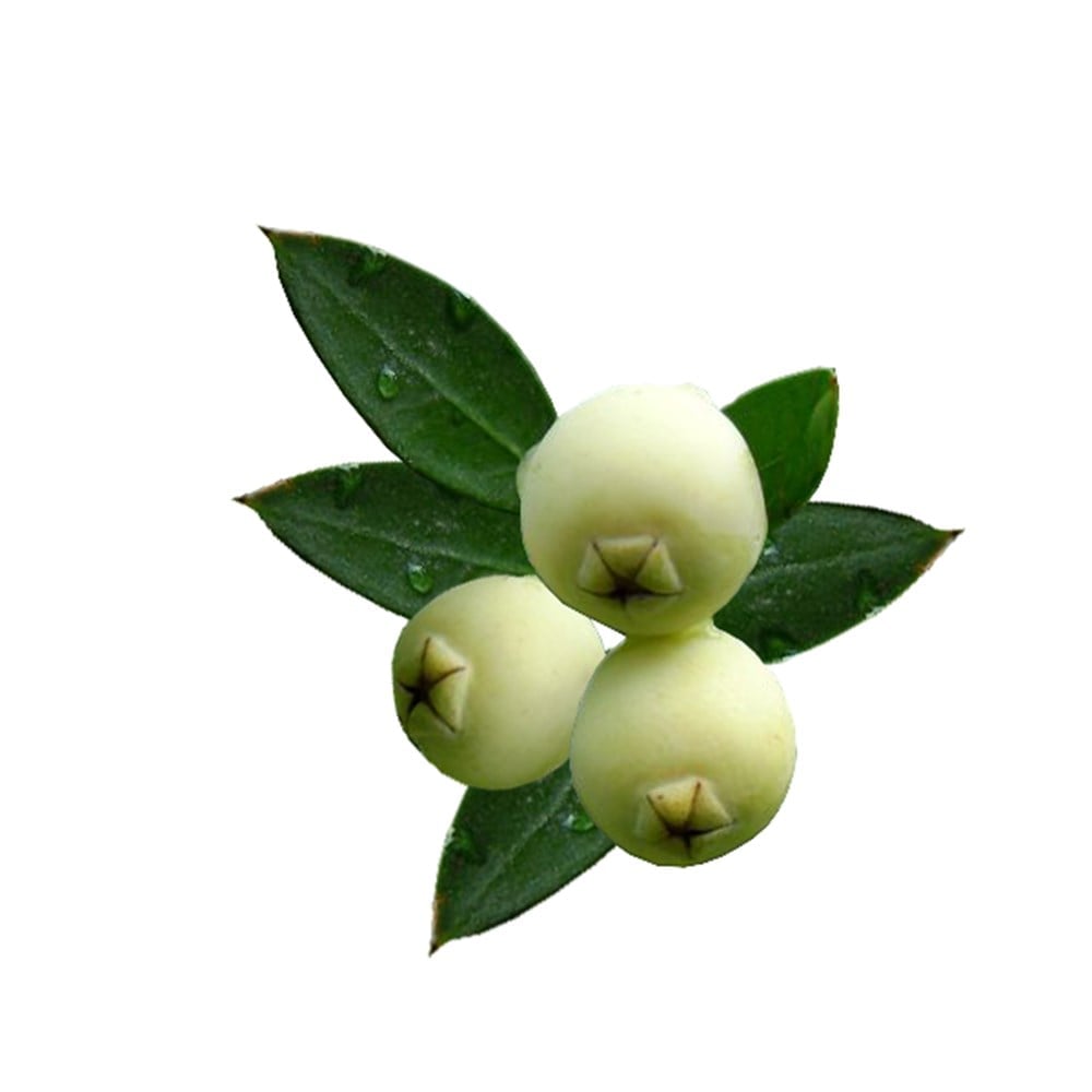 Murt (Hambeles) (Kg)