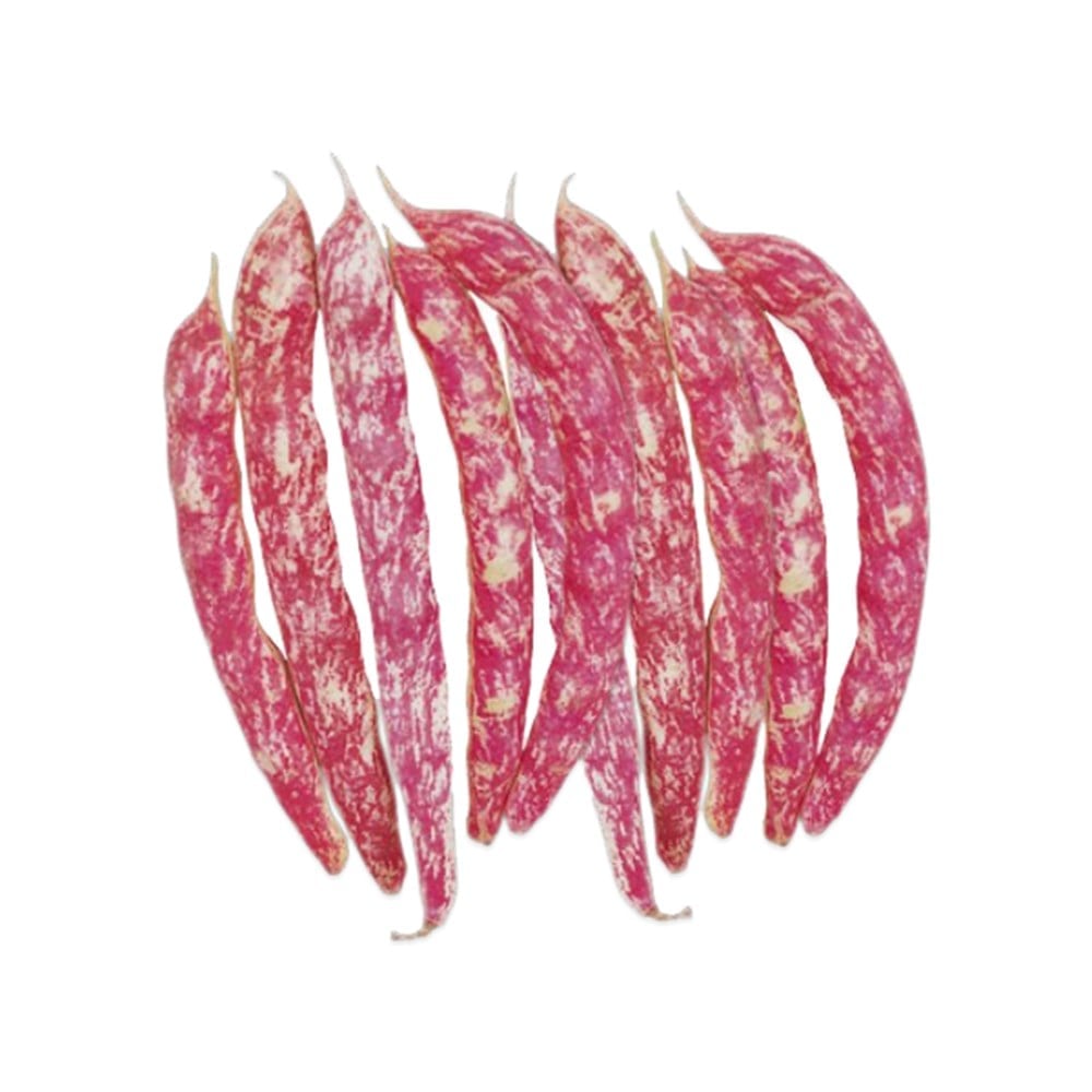 Taze Barbunya (Kg)