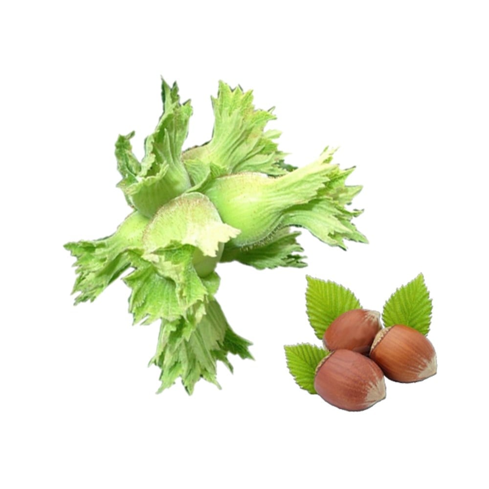 Taze Fındık (Kg)
