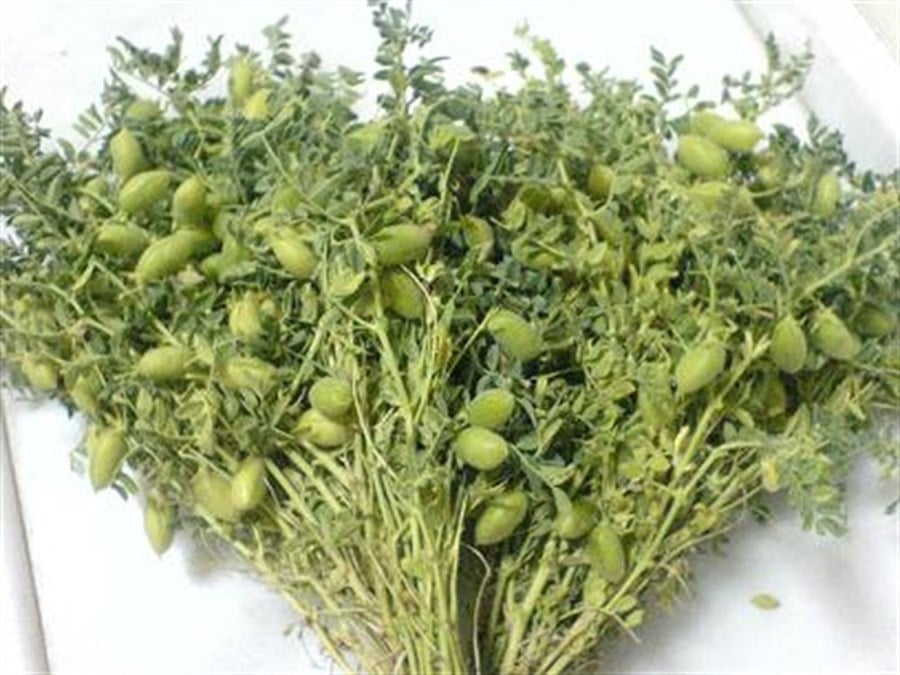Taze Nohut (Demet)
