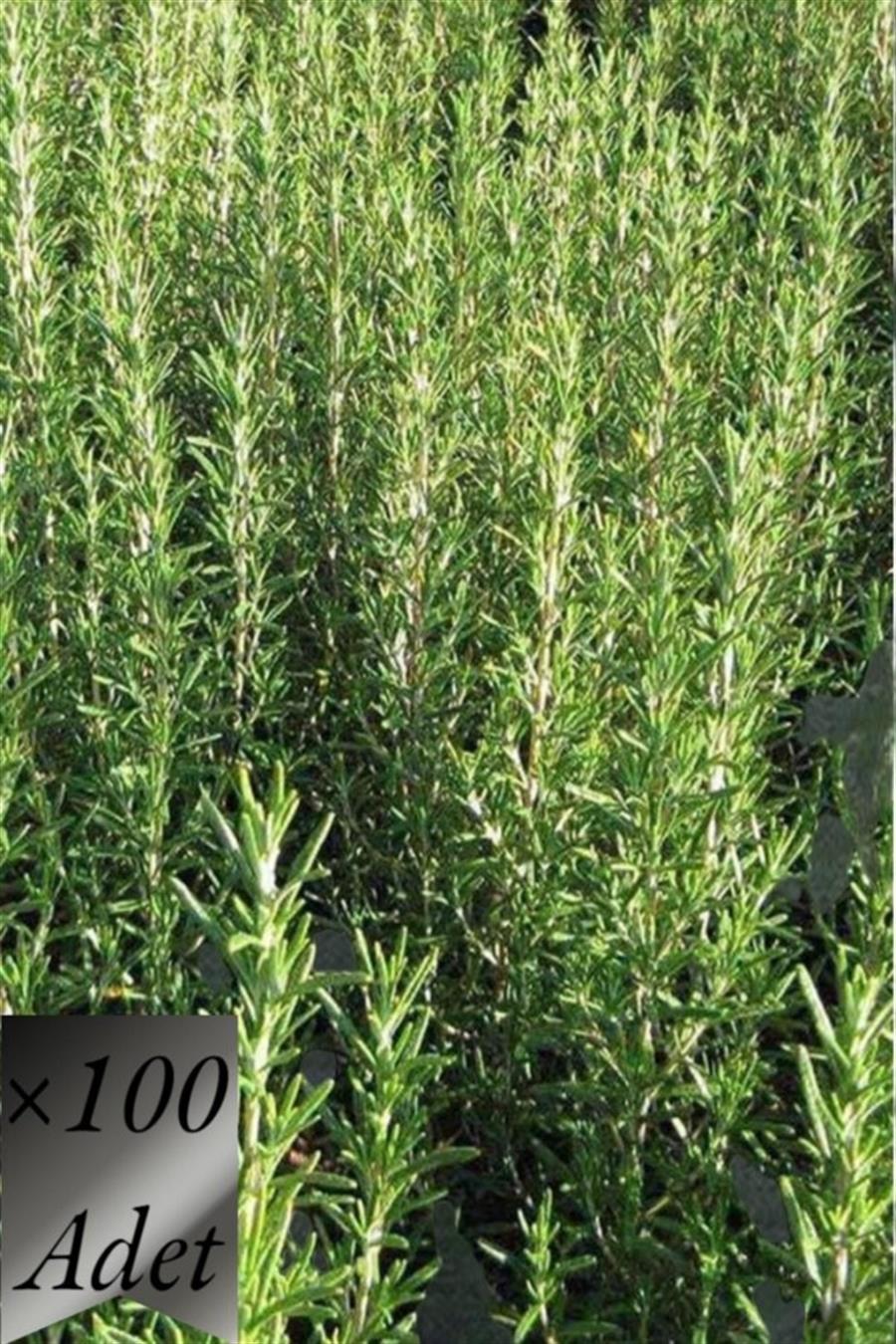 Biberiye Fidanı x 100 ad | TIBBİ ve AROMATİK BİTKİLER