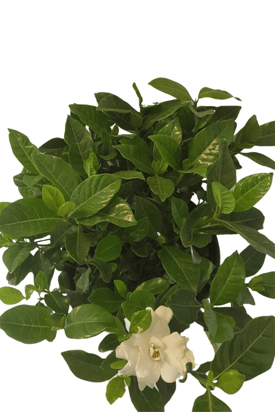 Gardenya | Çiçekli Salon Bitkileri