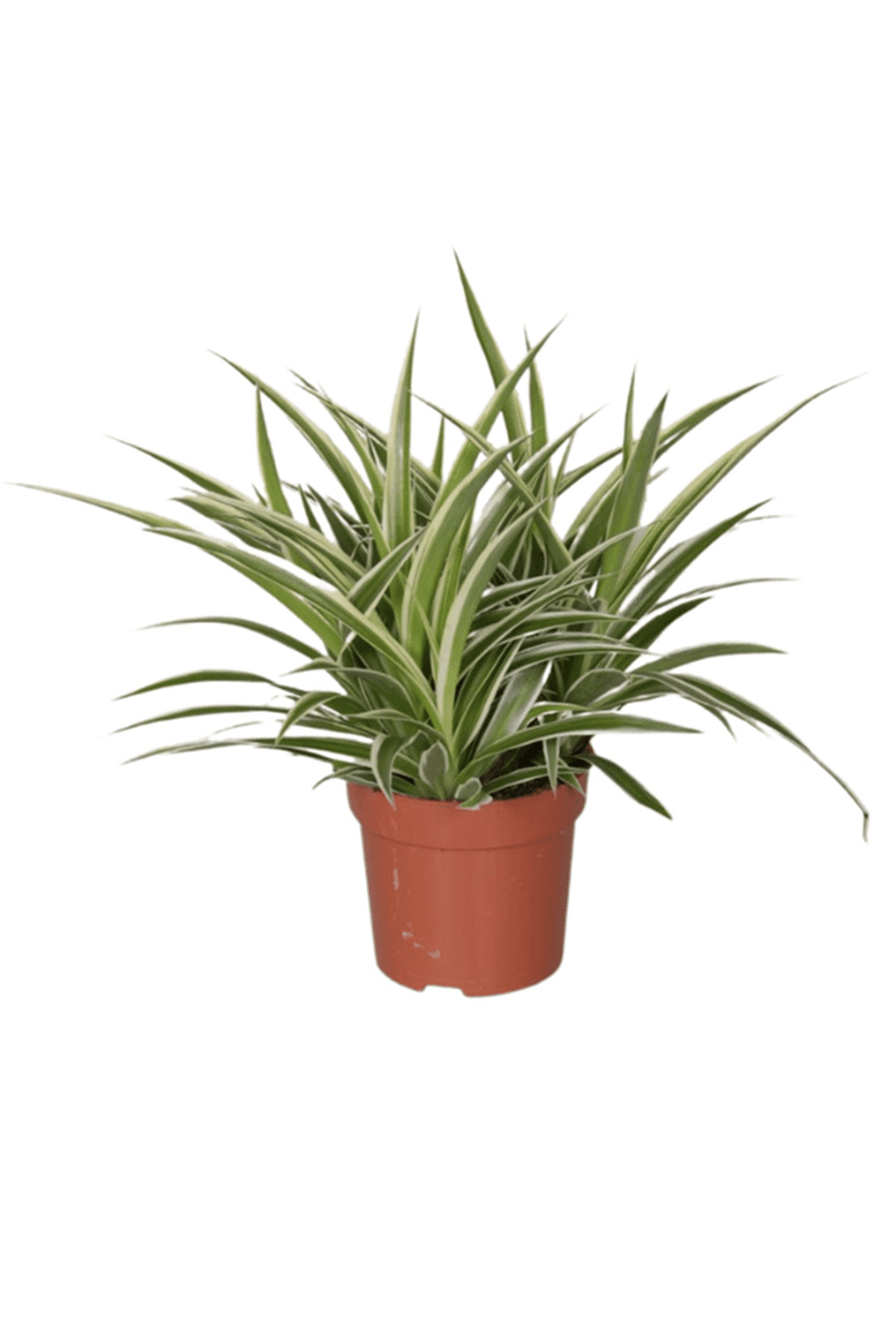 Kurdele Çiçeği (17 cm çap saksıda) | Yapraklı Salon Bitkileri