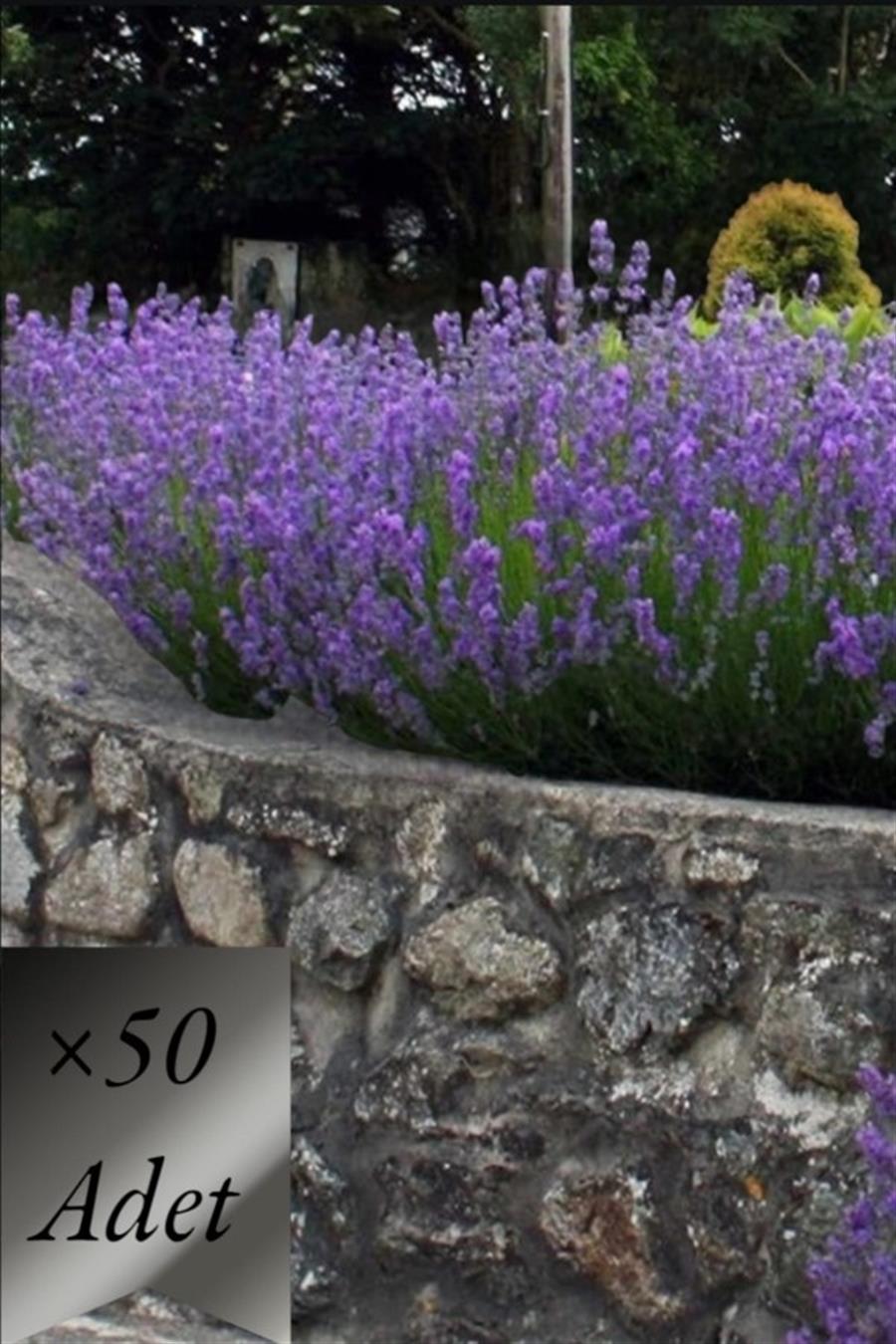 Lavanta Fidanı x 50 ad | TIBBİ ve AROMATİK BİTKİLER
