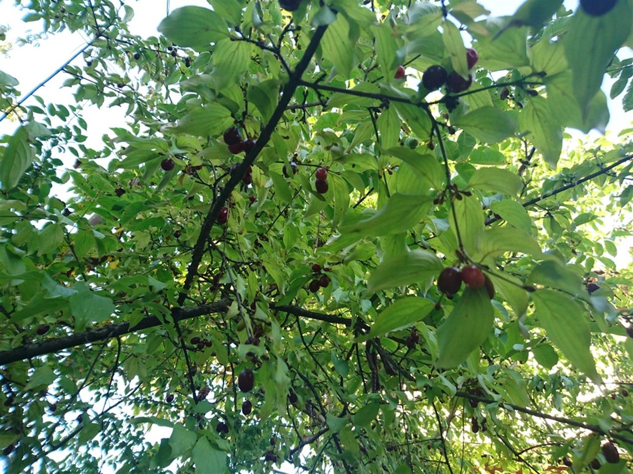 %100 Kızılcık (Kiren) Suyu ''Şeker İlavesiz'' 550 gr