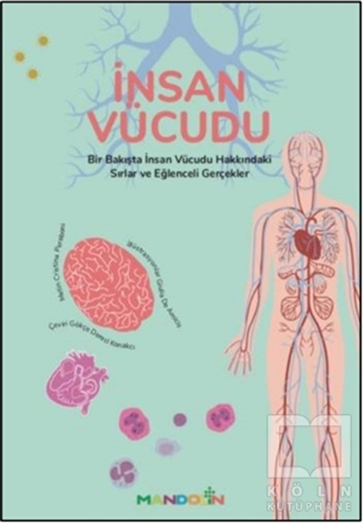 Cristina PeraboniWissenschaftsbücher für Kinderİnsan Vücudu