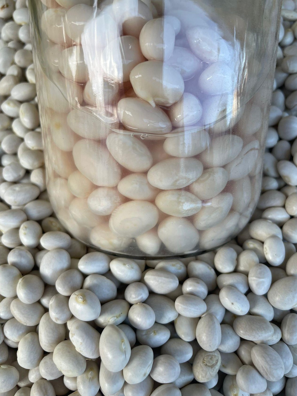 İspir Kuru Fasulye 1000g