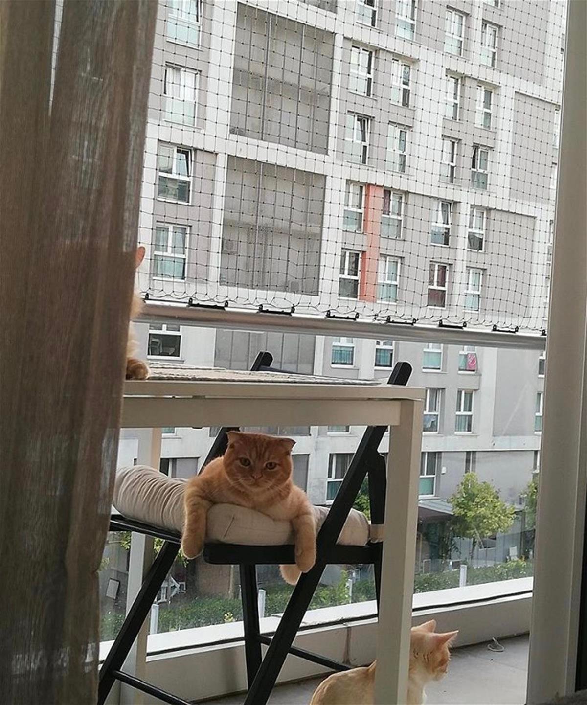 Winblock Pets Balkonlar için Kedi Güvenlik Ağı 200cm x 400cm