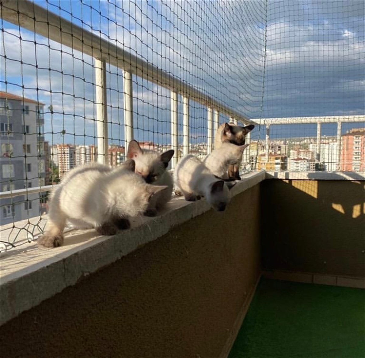 Winblock Pets Balkonlar için Kedi Güvenli Ağı 300cm x 600cm