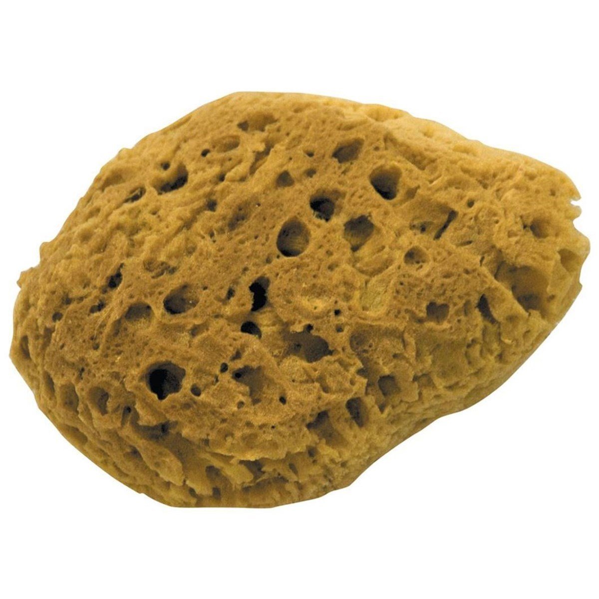 DEKOR 1474 DENİZ SÜNGERİ 17 CM