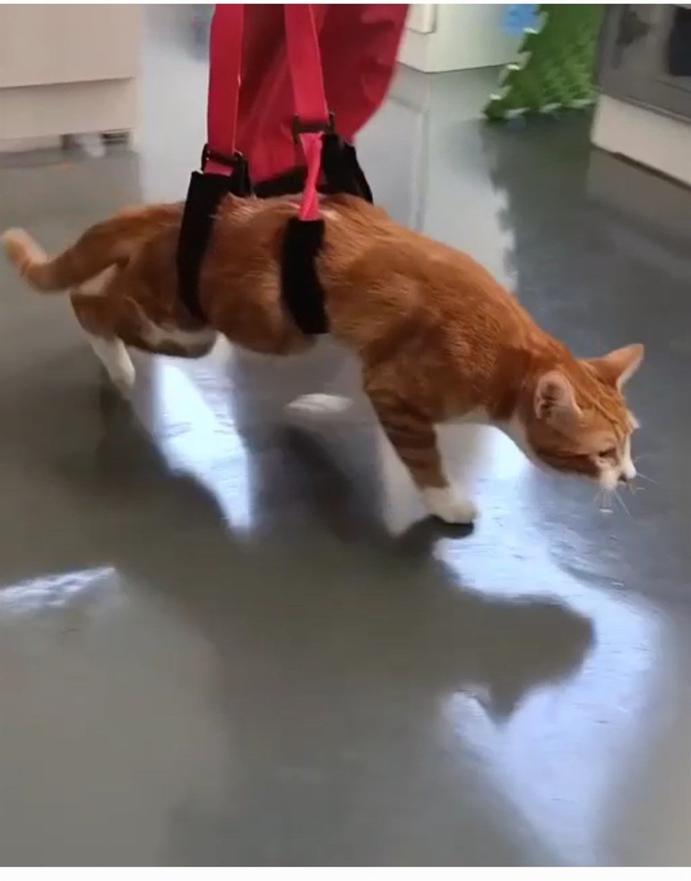 Kedi Kalça Destek Tasması