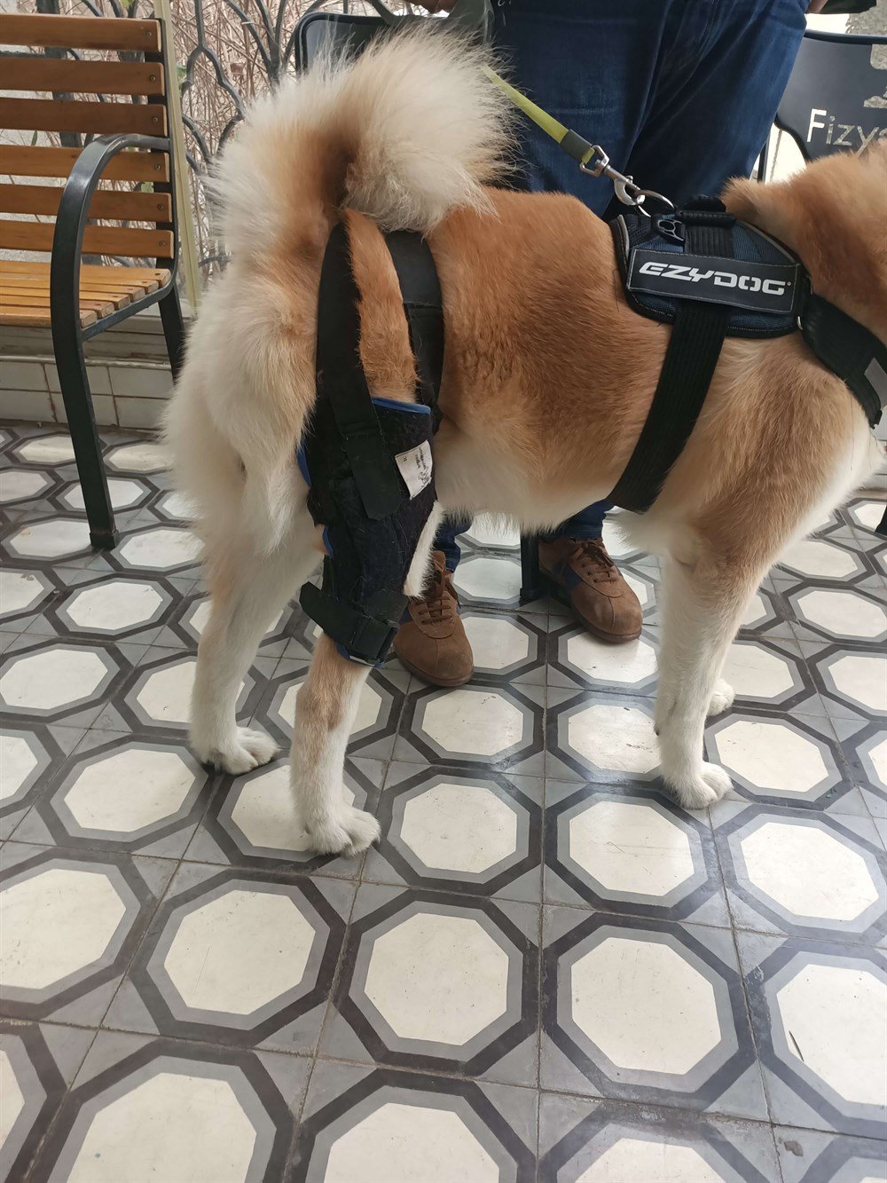 Köpek Dizlik / Kedi Dizlik