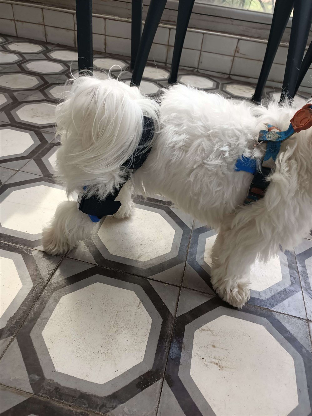 Köpek Dizlik / Kedi Dizlik