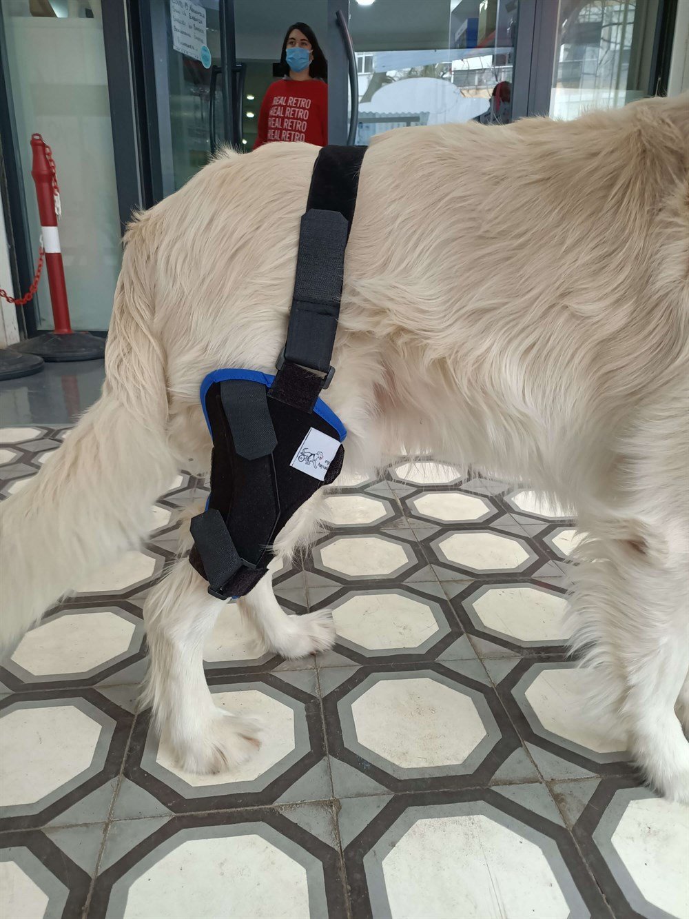 Köpek Dizlik / Kedi Dizlik