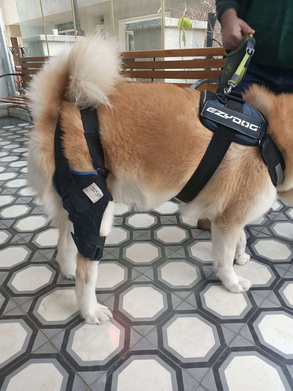 Köpek Dizlik / Kedi Dizlik