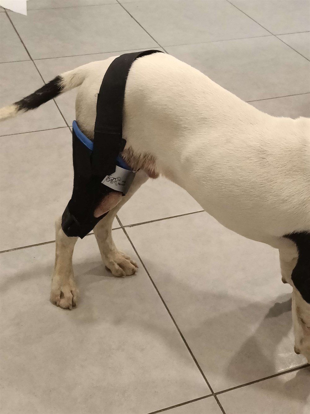 Köpek Dizlik / Kedi Dizlik