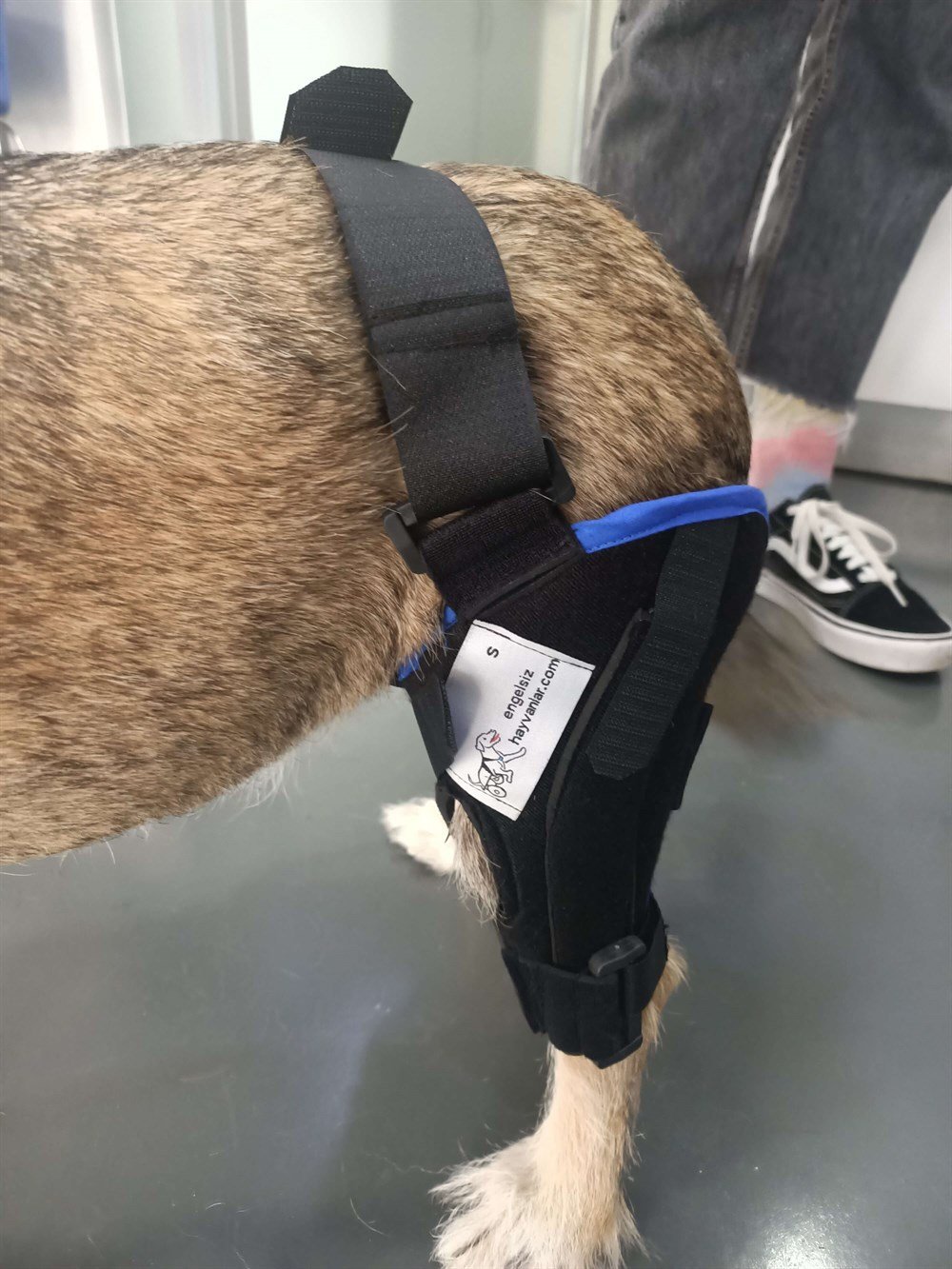 Köpek Dizlik / Kedi Dizlik
