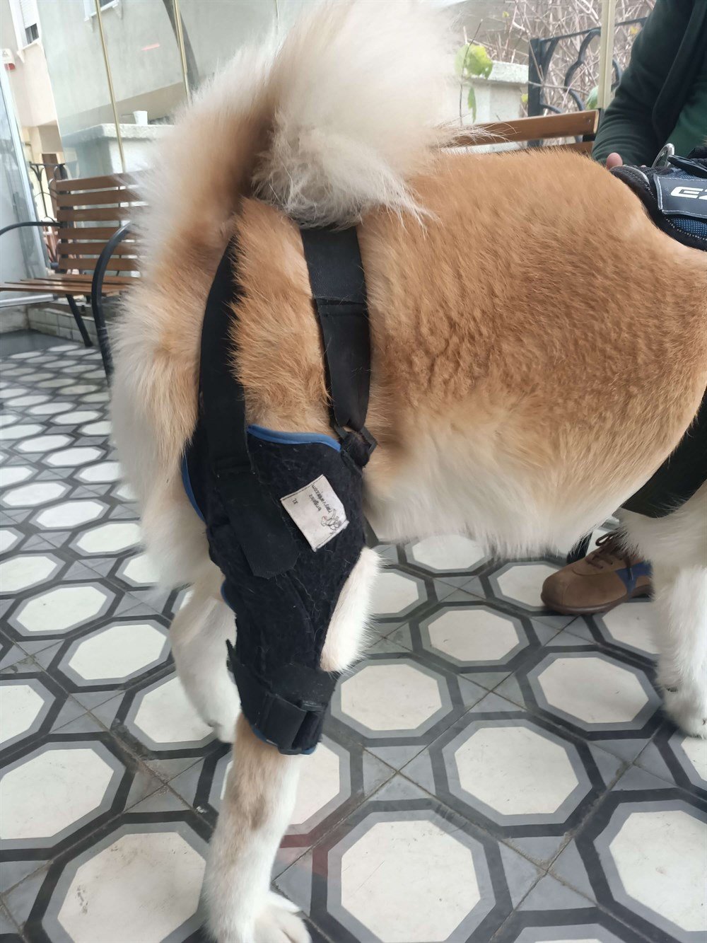 Köpek Dizlik / Kedi Dizlik