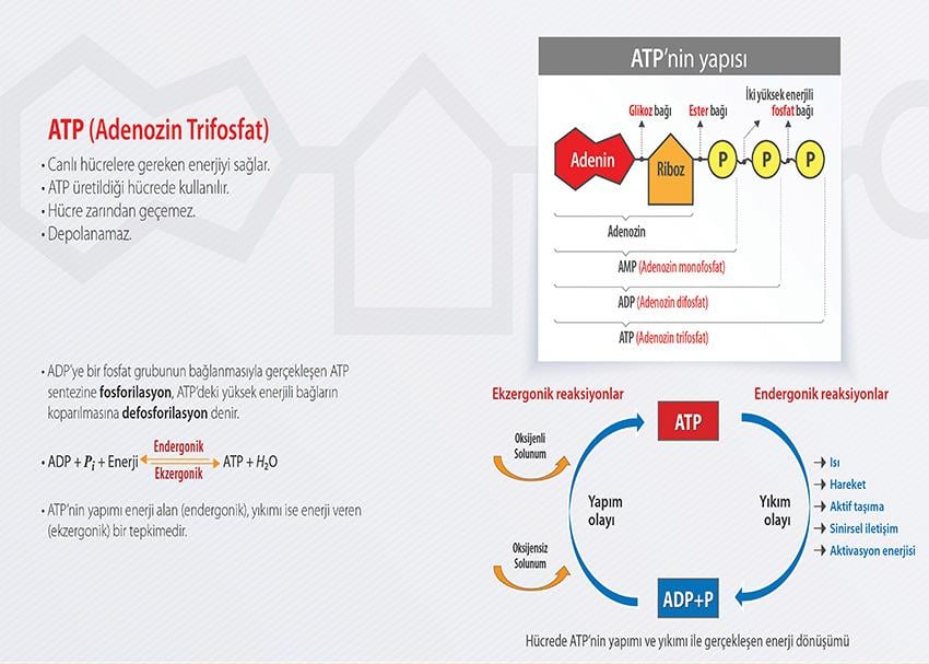 ATP (Adenozin Trifosfat) P BİY 55