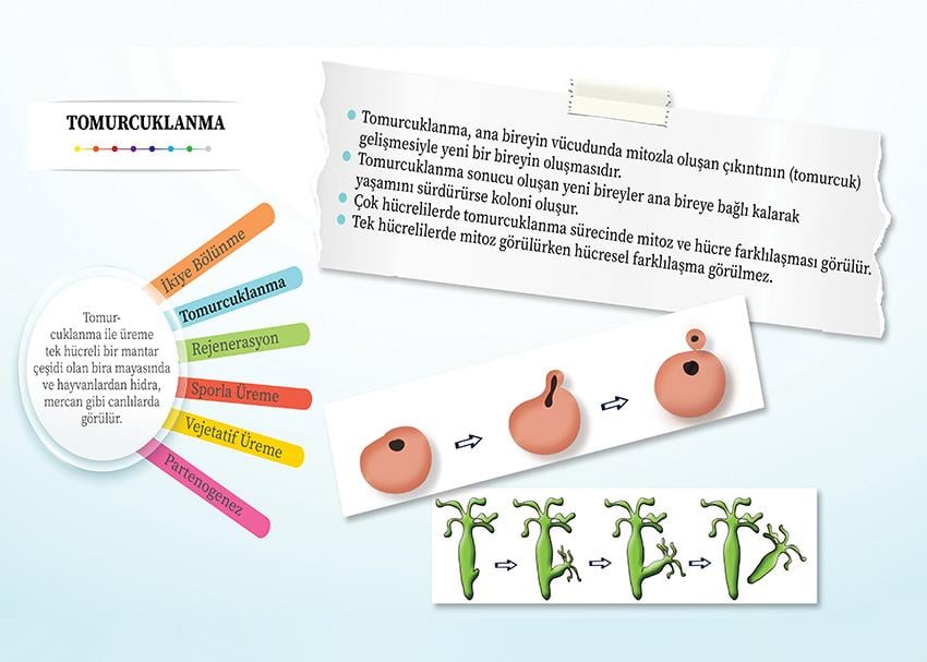 Eşeysiz Üreme Çeşitleri- Tomurcuklanma P BİY 16