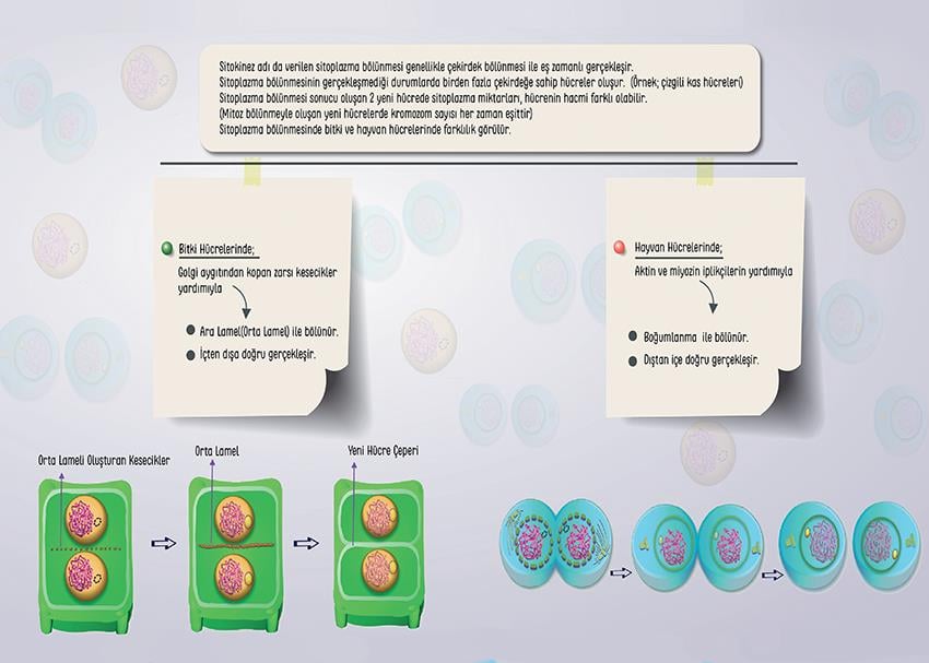 Sitokinez (Sitoplazma Bölünmesi) P BİY 21