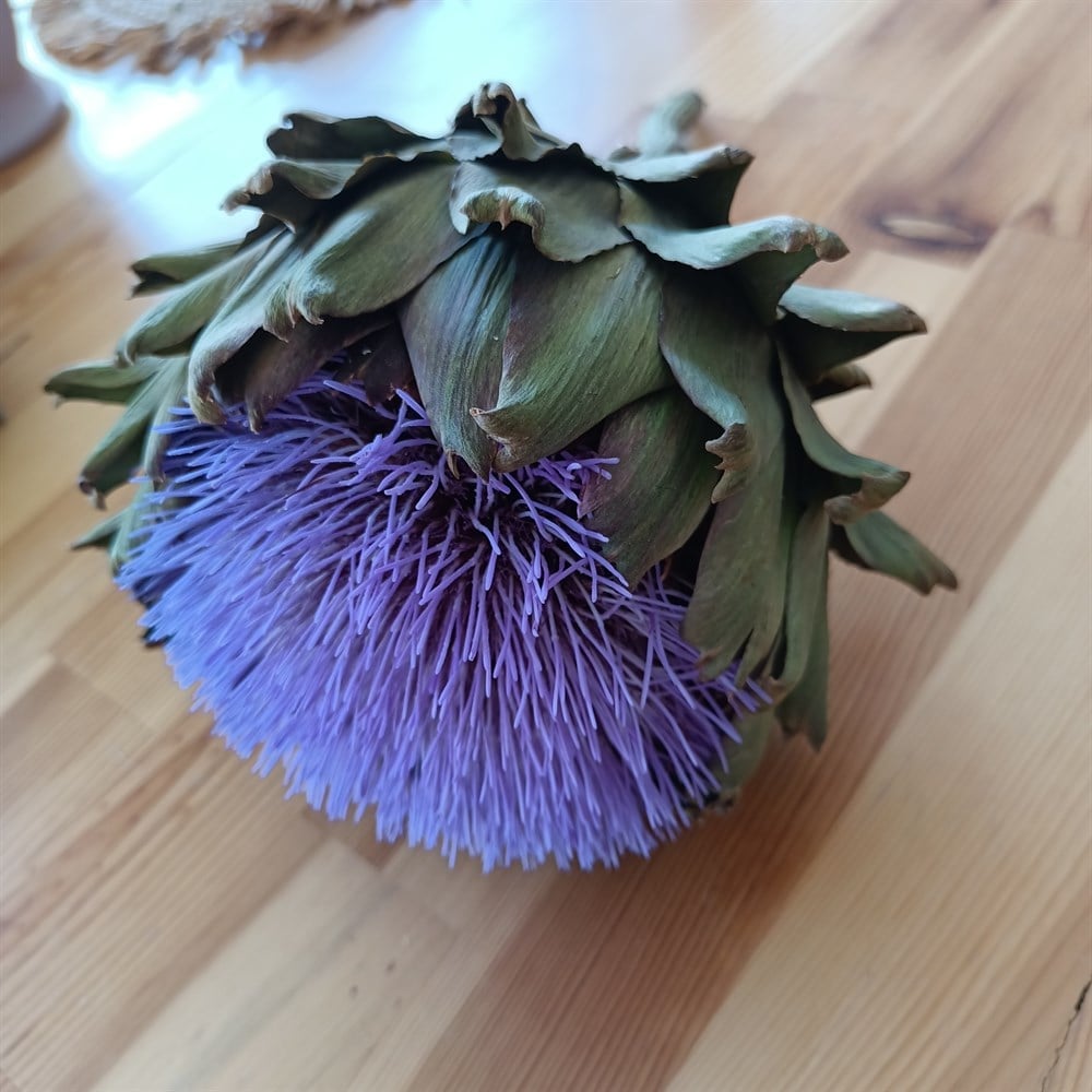 Purple Artichoke Blossom