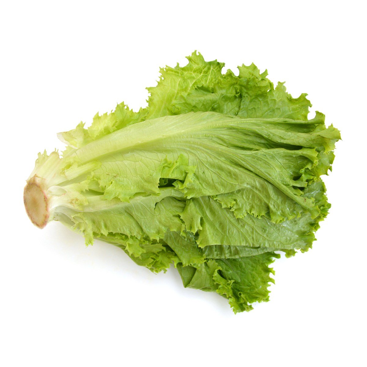 Kıvırcık Marul (Adet)