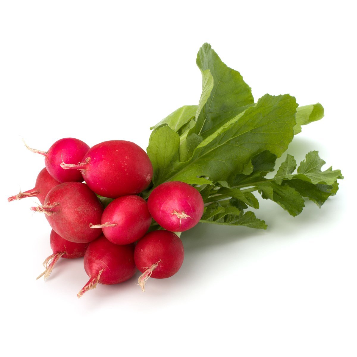 Turp (KG)