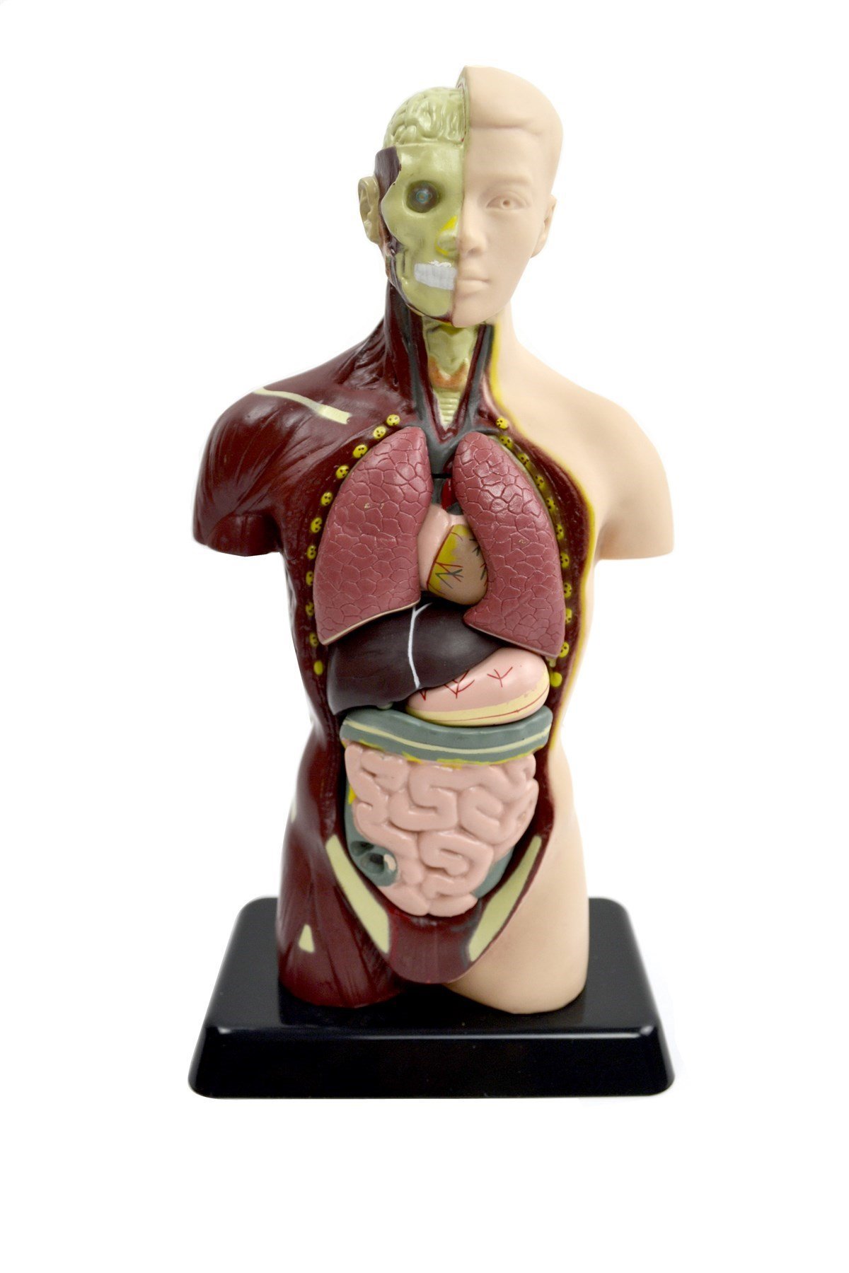 Küçük İnsan Vücudu Maketi 27cm