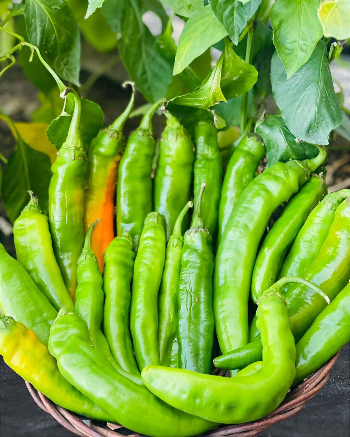 Samandağ Biberi 1 kg 