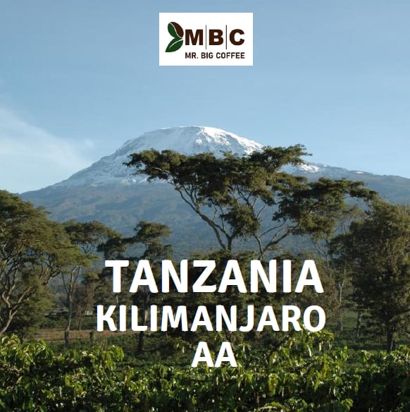 KILIMANJARO AA