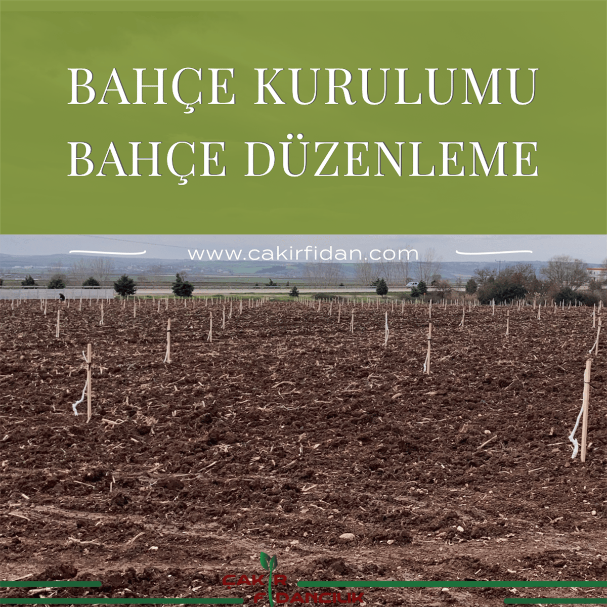 CHANDLER 2 YAŞ(TÜPLÜ)POŞETLİ CEVİZ FİDANI