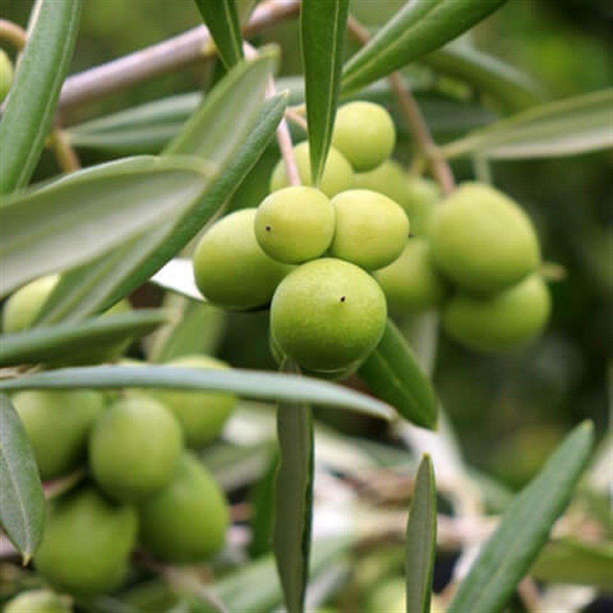 Gemlik Zeytin ( Trilye ) Fidanı 4 Adet