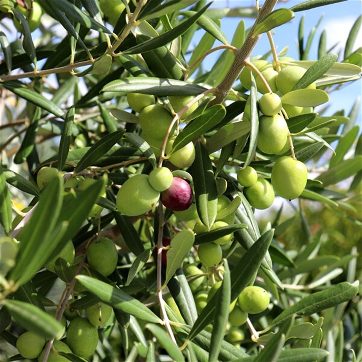 Gemlik Zeytin ( Trilye ) Fidanı 4 Adet