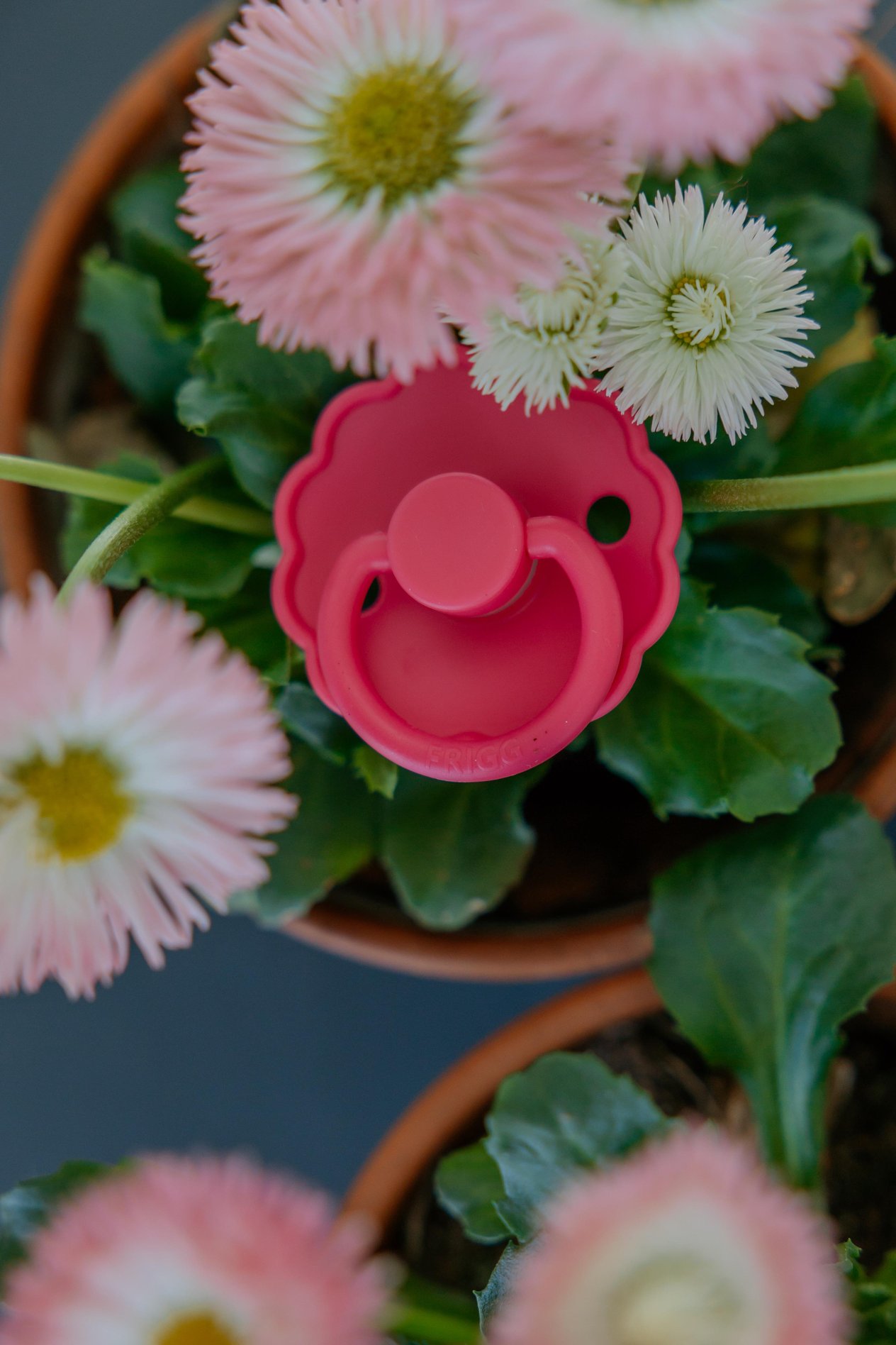 FRIGG Daisy Kauçuk Emzik - Fuchsia