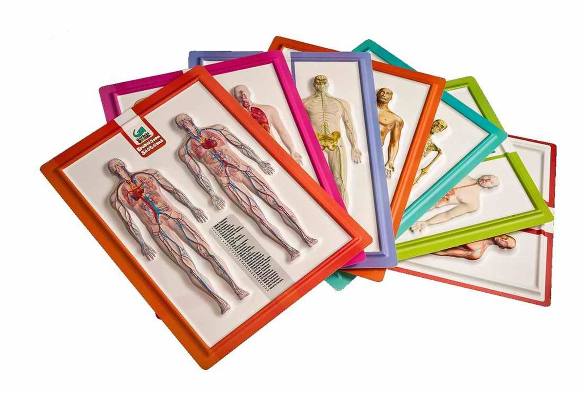 Gürbüz 28003 A4 Kabartmali Anatomi Atlasi  21Cmx29.7Cm
