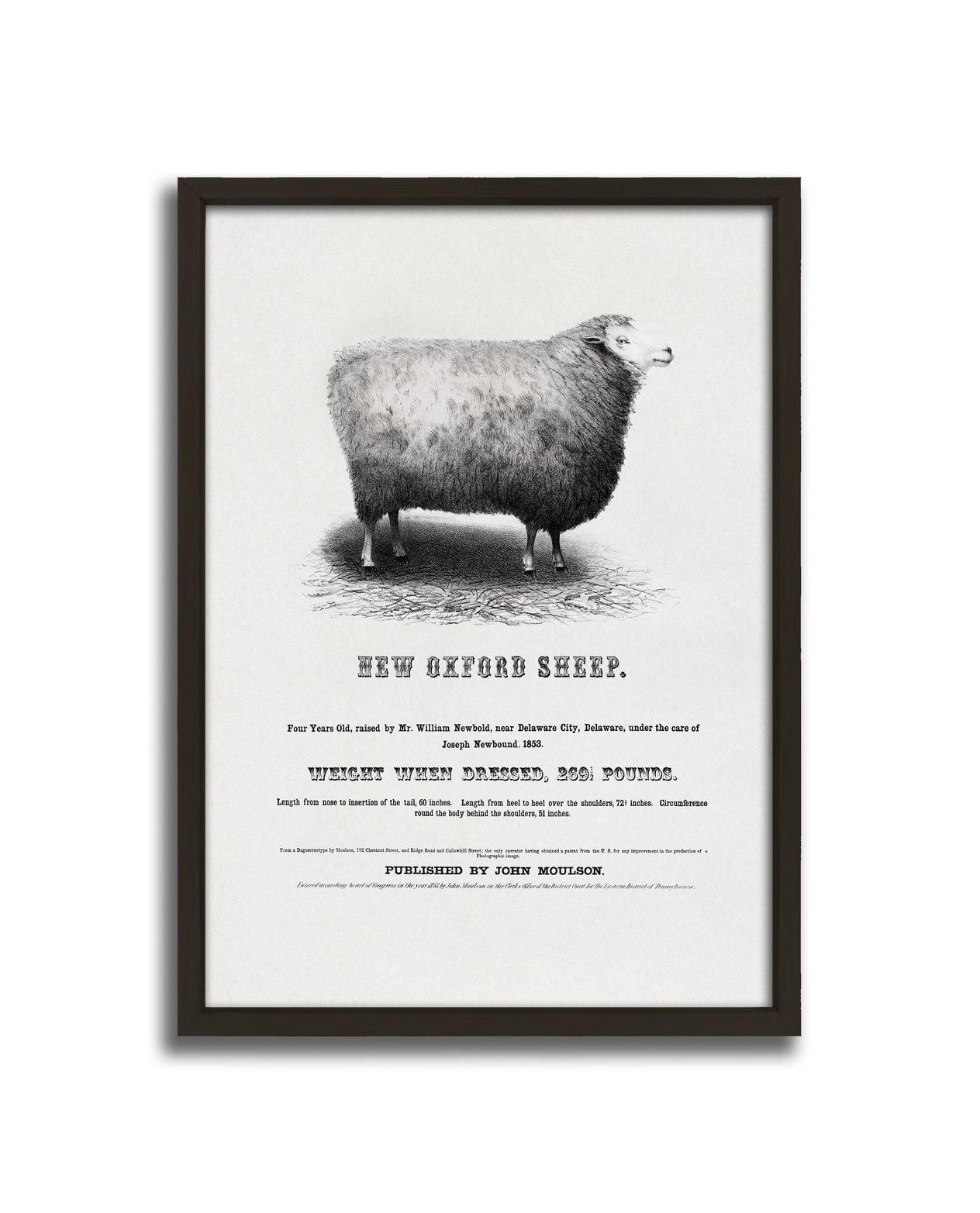 New Oxford Sheep Çerçeveli Tablo