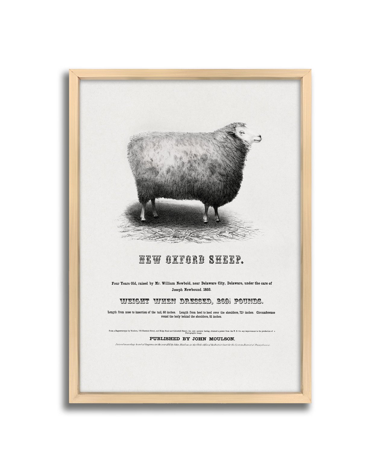 New Oxford Sheep Çerçeveli Tablo