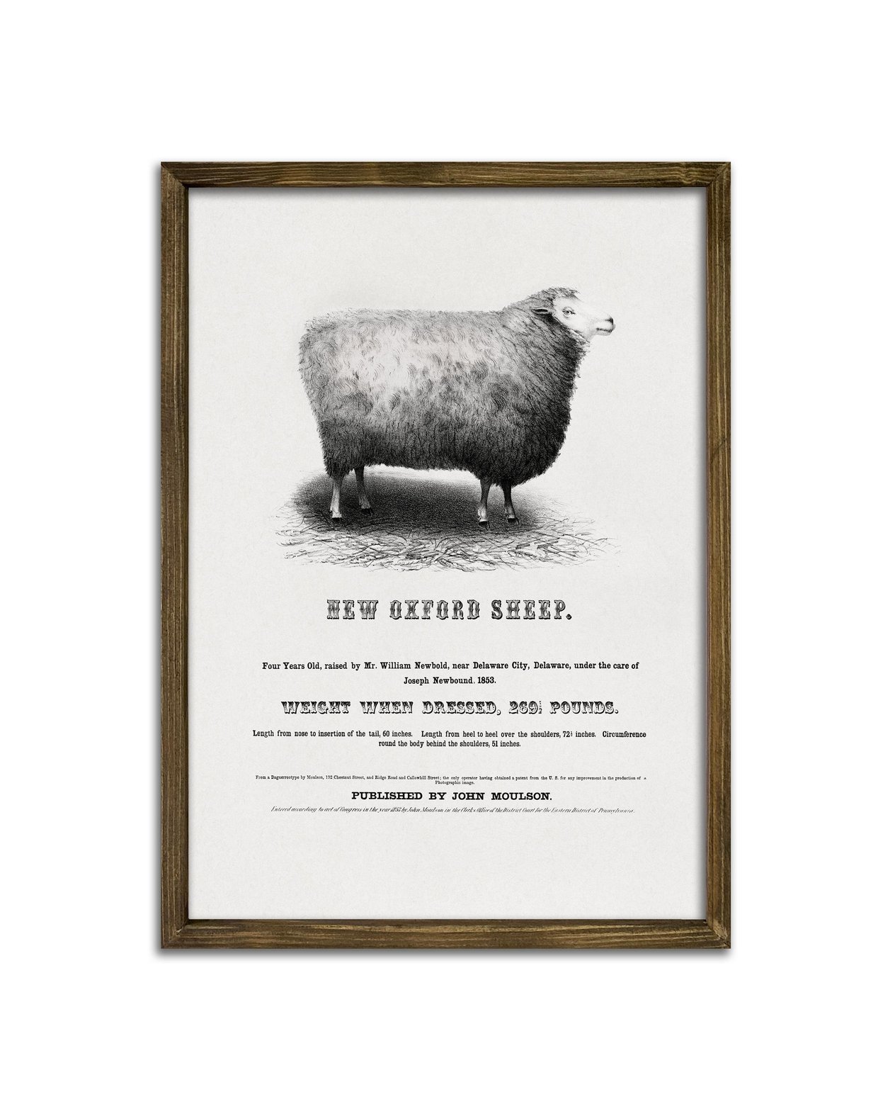 New Oxford Sheep Çerçeveli Tablo