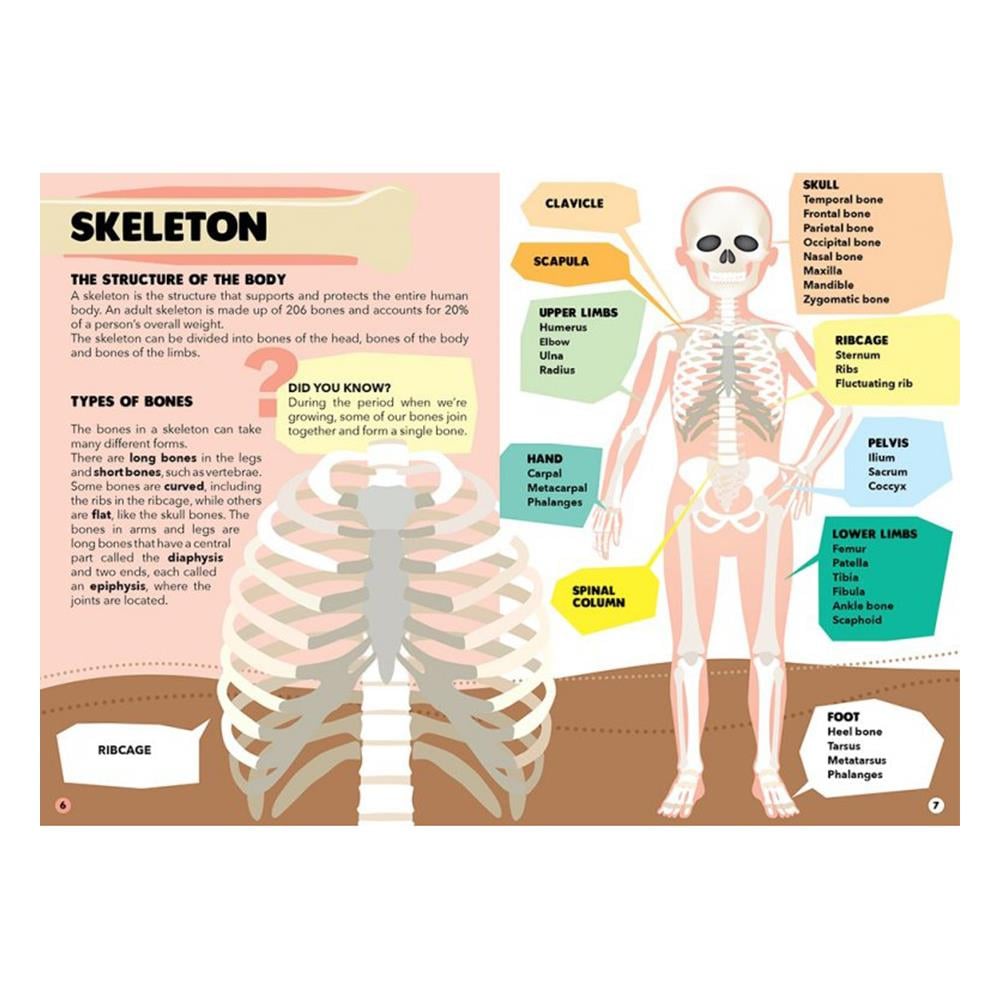 TRAVEL, LEARN AND EXPLORE - THE HUMAN BODY Çocuk Kitapları Uzmanı - Children's Books Expert