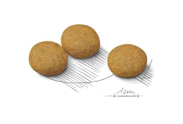 Royal Canin Dermacomfort Medium Yetişkin Köpek Maması 12 Kg