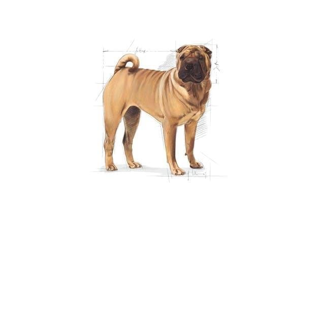 Royal Canin Dermacomfort Medium Yetişkin Köpek Maması 12 Kg