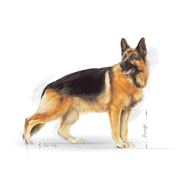 Royal Canin German Shepherd Yetişkin Alman Çoban Köpeği Maması 11 Kg