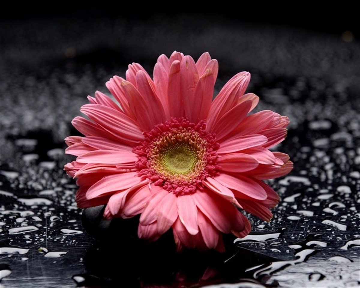 Pembe Gerbera - Kanvas Tablo