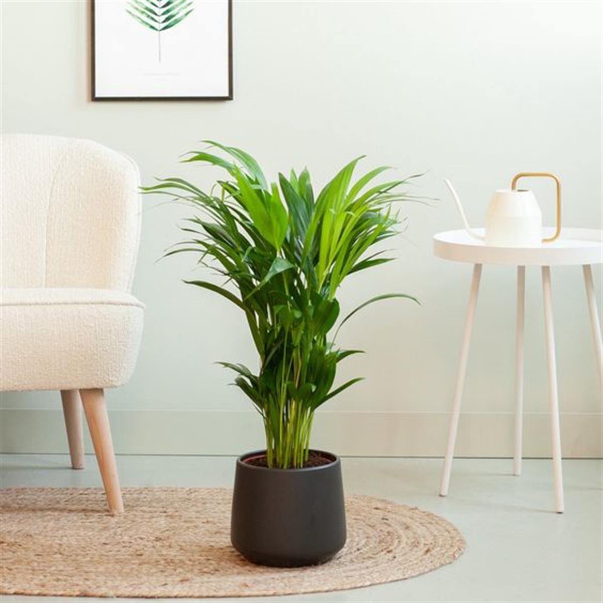 Areka Palmiyesi 70-80 cm 