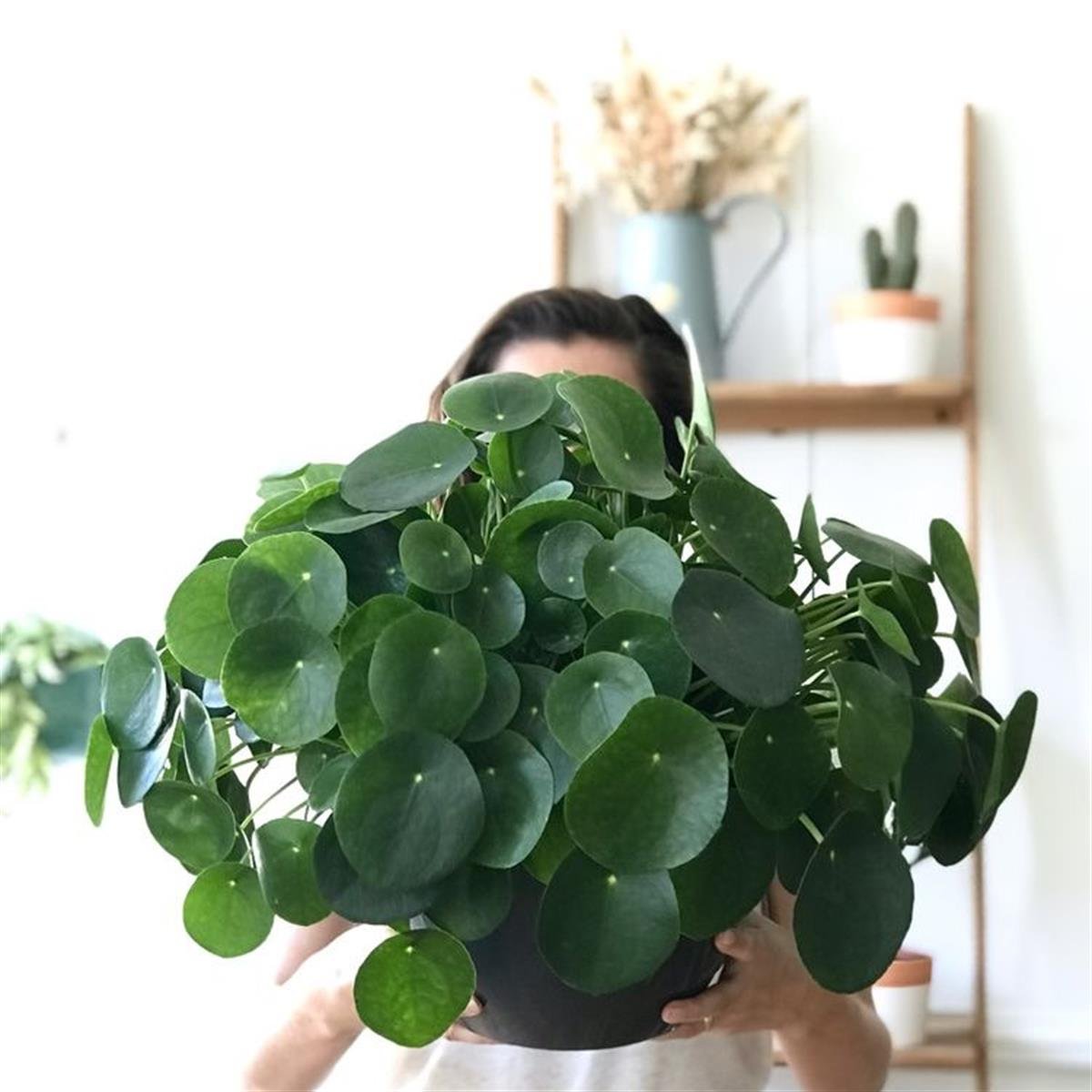 Pilea Peperomioides XL (Çin Para Ağacı)