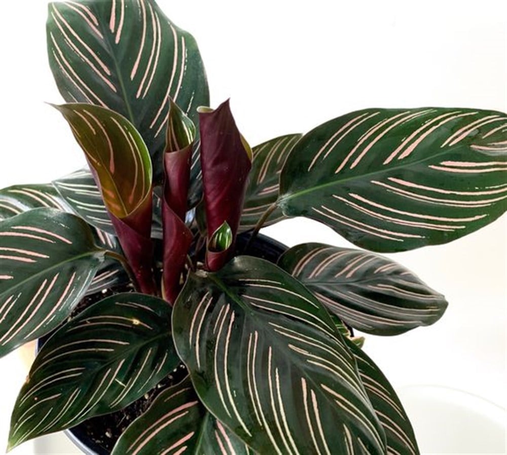 Calathea Sanderiana Ornata XL 70-80 cm (Dua Çiçeği)