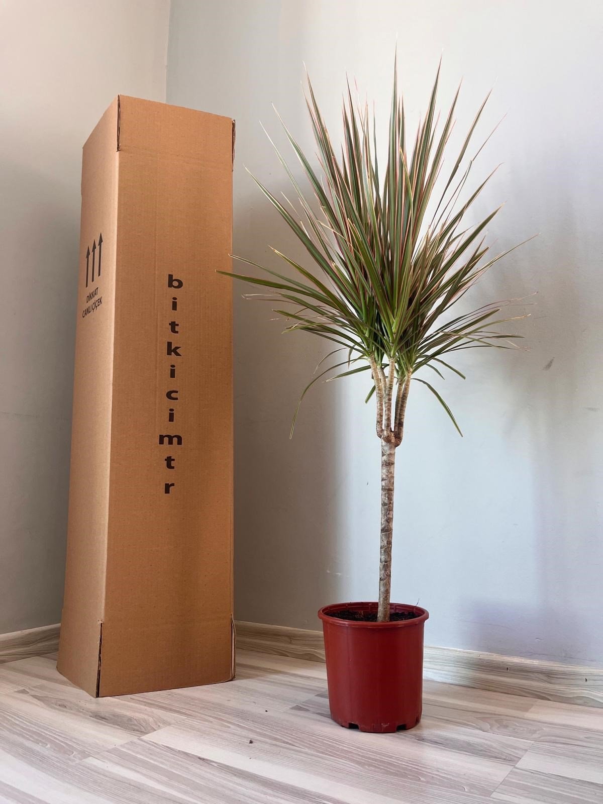 Dracaena Marginata Tricolor (Drasena Bitkisi Tek Gövdeli)